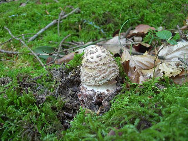 La Flora fungina negli aspetti microclimatici subtropicali